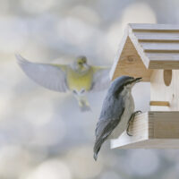 A bird flying over a birdhouse with another bird in the background.