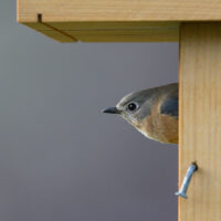 A bird is perched on top of the birdhouse.