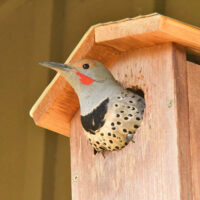 A bird sitting in the hole of a birdhouse.