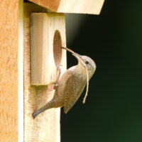 A bird is perched on the side of a birdhouse.