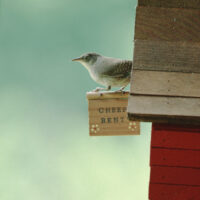 A bird sitting on top of a wooden sign.