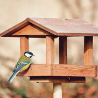 A bird sitting on top of a wooden feeder.